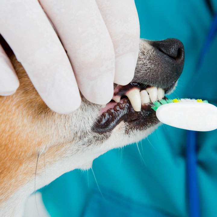🦷 למה חשוב לשמור על היגיינת הפה של כלבים – ואיך סטיקיבול עוזר